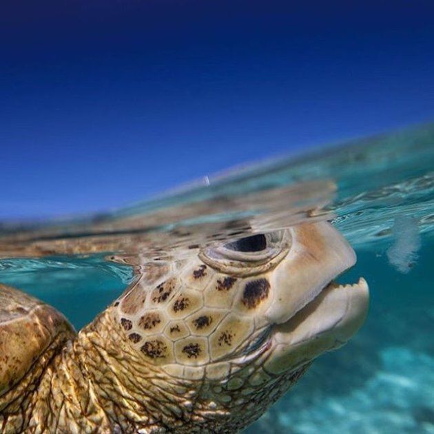 Rising to the challenge of turtle conservation.