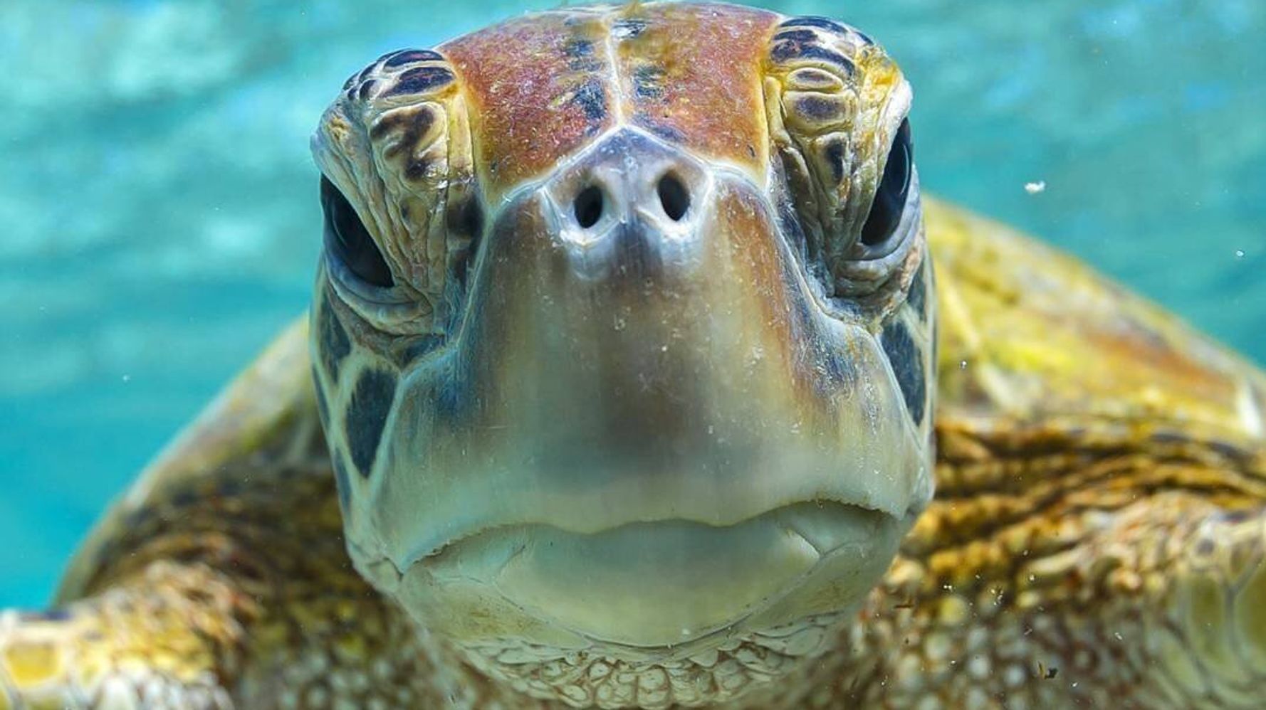 Why You Should Care About World Turtle Day Huffpost Australia Life