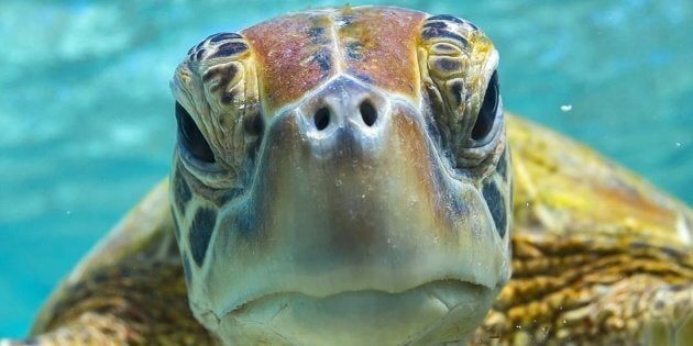 Why You Should Care About World Turtle Day Huffpost Australia Life