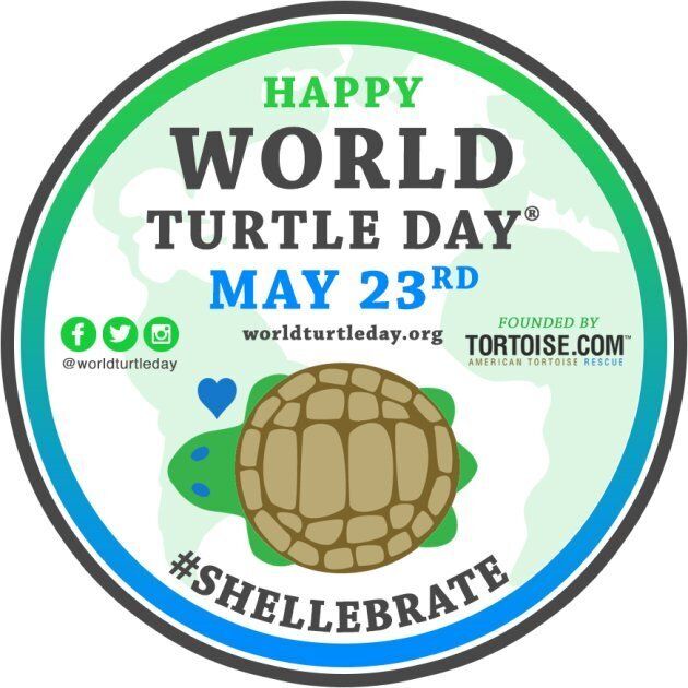 Why You Should Care About World Turtle Day Huffpost Null