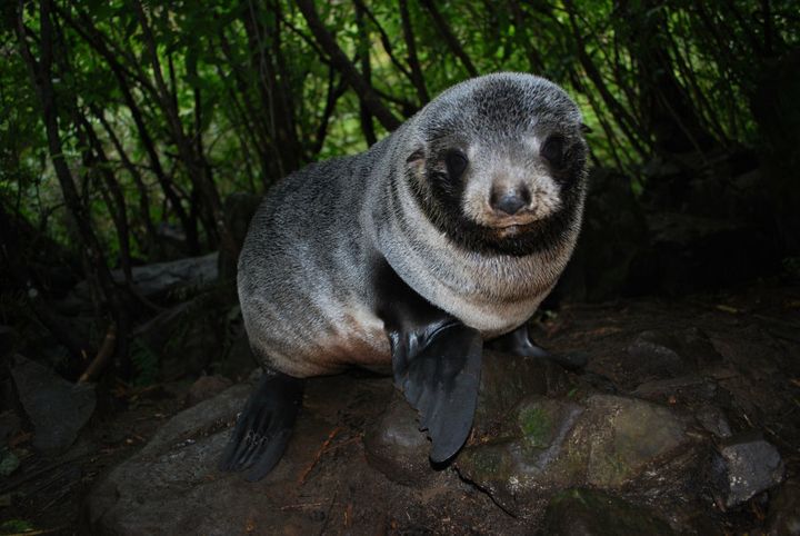 A New Zealand Fur Seal Pup at Ohau Stream, Kaikoura, New Zealand