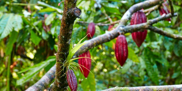 Red cocoa beans on tree in forest