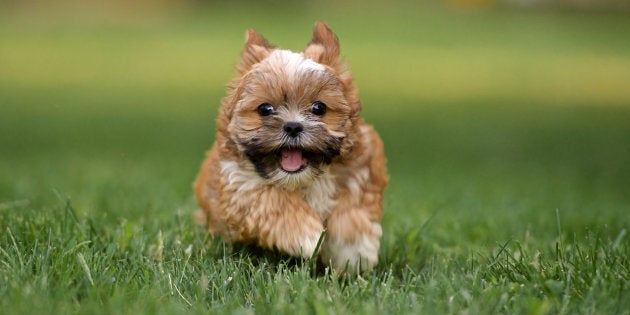 A 3-month old Shorkie Puppy running straight at the camera in a green grass yard. Shorkies are considered a designer breed. They are a mix of a Shih Tzu and Yorkshire terrier.