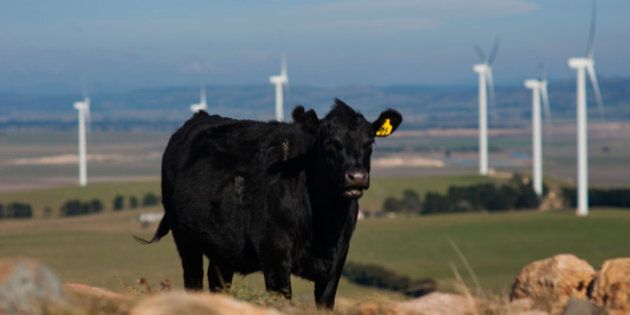 BUNGENDORE, AUSTRALIA - JULY 14: Cattle are seen grazing on the hills surrounding of Capital Wind Farm, the largest wind farm in New South Wales, 30 kilometres north east of Canberra, on July 14, 2014 in Bungendore, Australia. The Abbott Government has directed the Clean Energy Finance Corporation not to finance any new wind farm projects. (Photo by Martin Ollman/Getty Images)