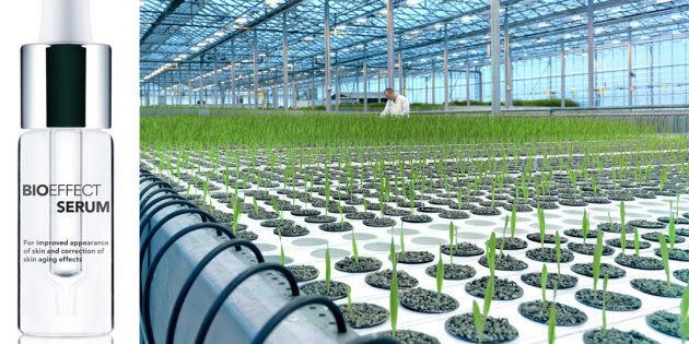 The Bioeffect greenhouse, in which the bio-engineered barley is grown and monitored in various stages to finally fill these tiny glass bottles.