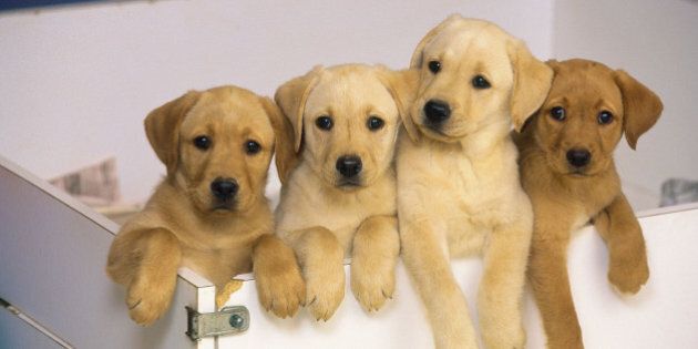 Yellow Labrador puppies