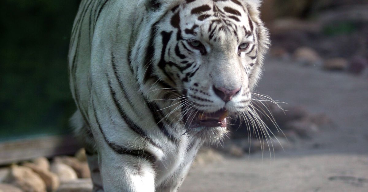 Tiger Mauls Zookeeper To Death In 'Freak Accident' At UK Zoo | HuffPost ...