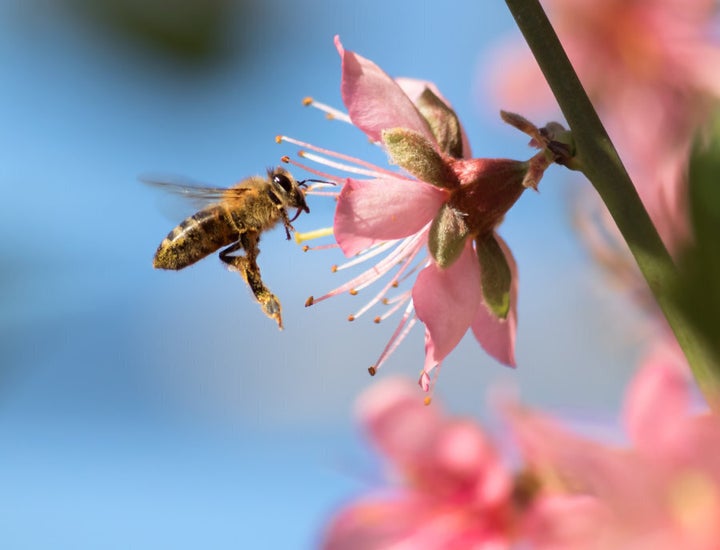 Bee pollen is food for young bees and is approximately 40 percent protein.