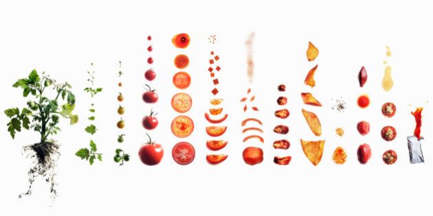 Tomato dissection: from plant to ketchup.