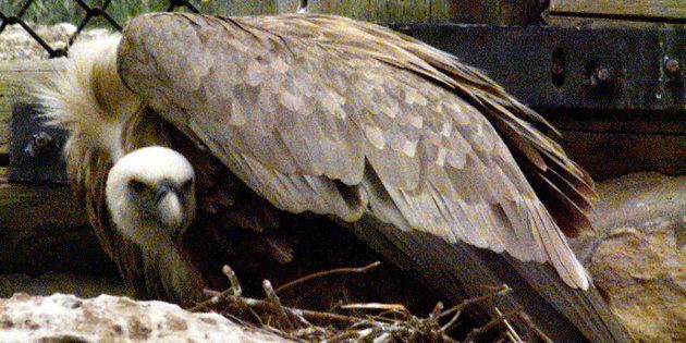 Yehuda, an 18-year-old Griffon vulture, sits protectively on his nest after a 12-hour-old chick was placed in his care at Israel's Jerusalem zoo in 1999.