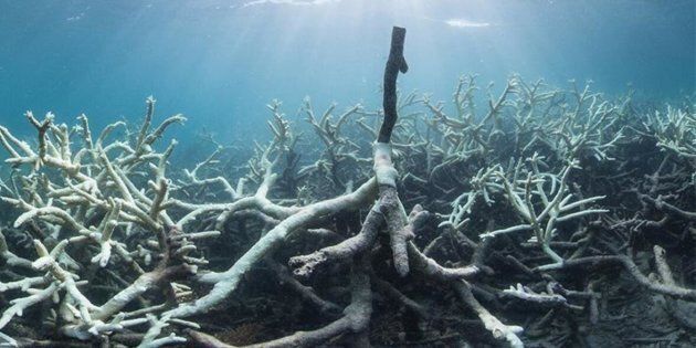 This March 2016 photograph shows coral bleaching of the Great Barrier Reef near Australia's Lizard Island.