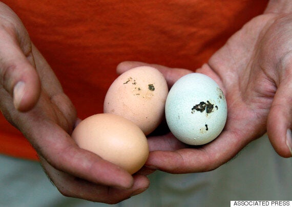 Как выглядит сальмонелла в яйце сыром фото Salmonella Explained: How Putting Eggs In The Fridge Affects Your Risk Of Catchi