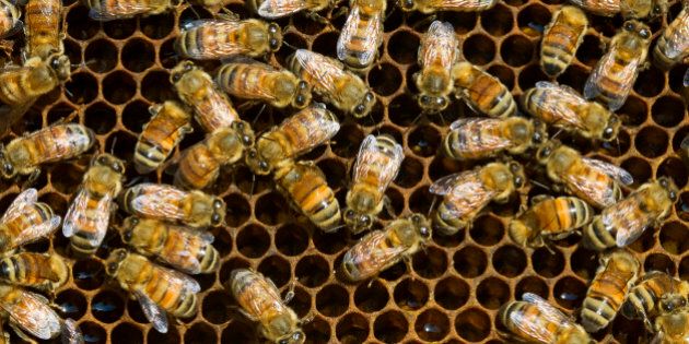 Western honeybee (Apis mellifera)- worker bees and brood chambers, Sudbury, Ontario, Canada.