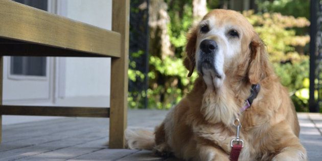 Portrait of an old Golden Retriever sitting on a front porch