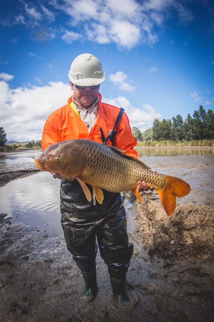 Aquatic Ecologist, Matt Beitzel, removes a carp from Upper Stranger Pond, Canberra.