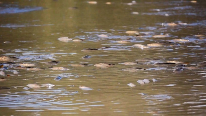 Carp in Upper Stranger Pond, Canberra.