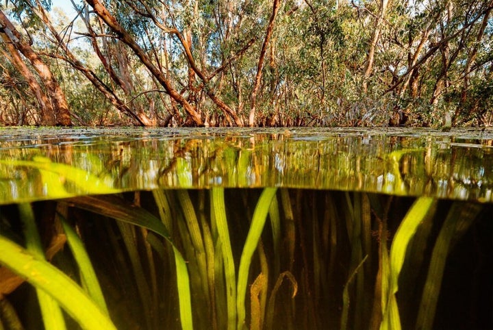 Clear water in an area not affected by carp, Macquarie Marshes, NSW.