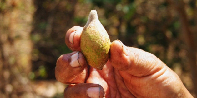 We call it: AnmorlakThis is also called billygoat plum. In Gunumeleng season, the tree starts flowering, providing nectar for birds, bees and bats. In Banggerreng season the small green fruits are good to eat and a great source of vitamin C.