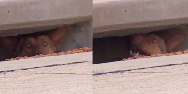 A dog is seen poking its nose out of a storm drain in a neighborhood west of Dallas, Texas.