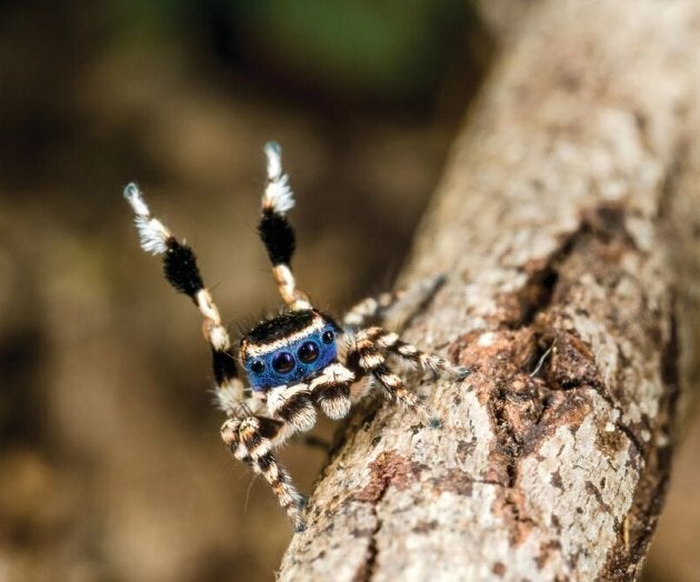 Meet the Masked Peacock Spider.