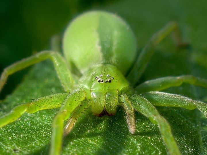 The Green Huntsman has two rows of four eyes.