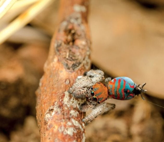 The Sparkle Muffin spider