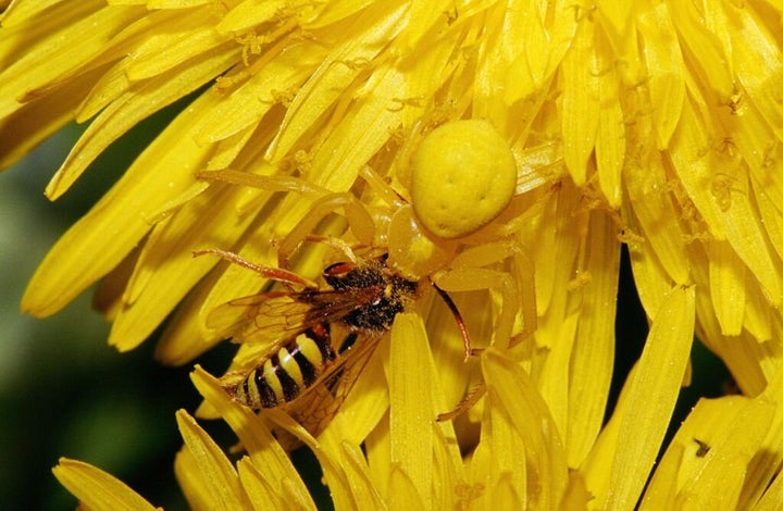 The Crab Spider is the classic 'sit and wait' predator. Imagine, all you wanted to do was take some delicious nectar and suddenly you're having venom injected into you.