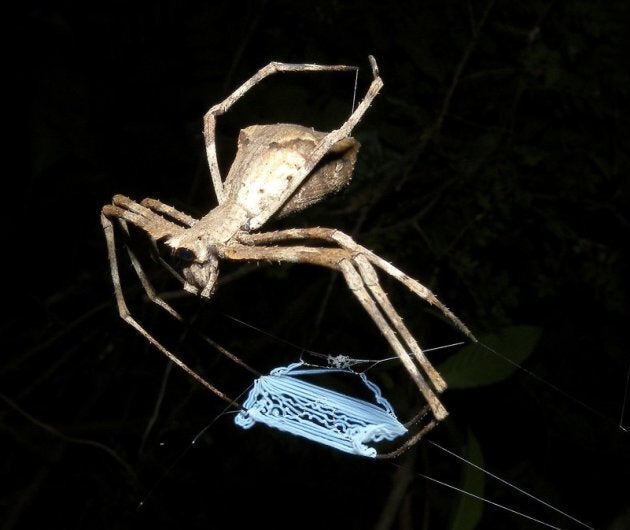 The Net casting spider - also known as the ogre-faced spider.