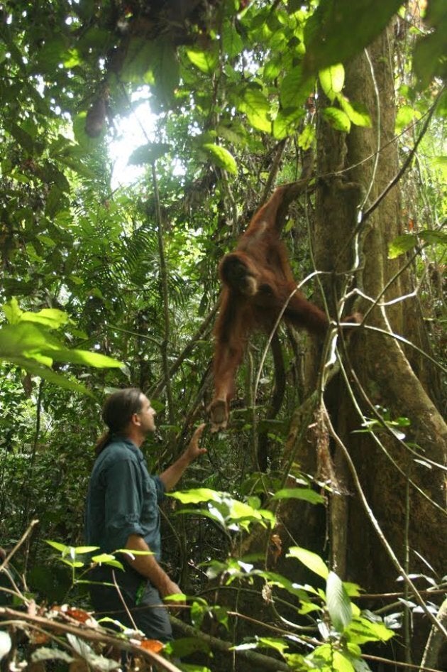 The Orangutan Project works to fight deforestation everyday.