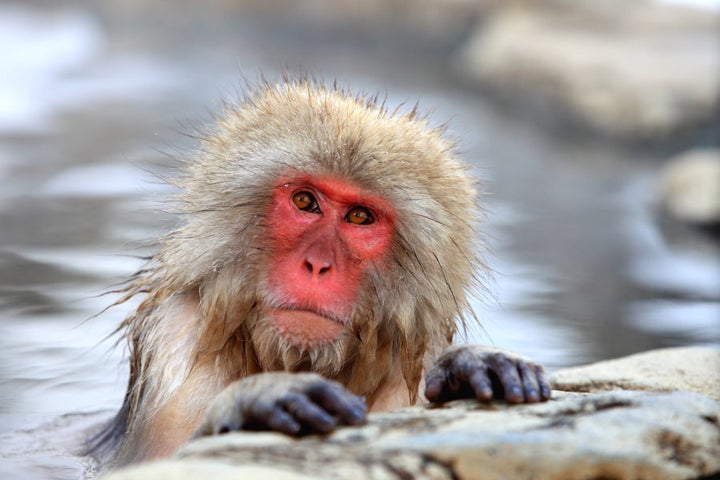 Unlike this monkey, you're probably not blushing anywhere near as badly as you imagine.