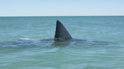 How Best To Share The Ocean With