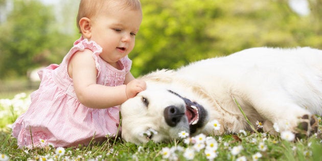 Baby Girl In Summer Dress Sitting In Field Petting Family Dog