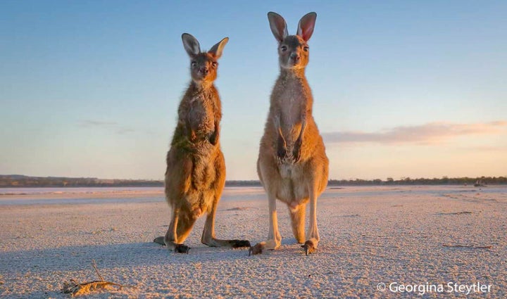 Young joeys check out the camera lens.