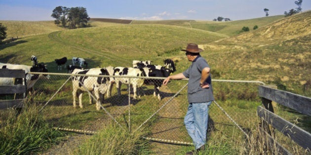 Dairy farmer checking his Holstein cattle at Neerim South, Gippsland, Victoria, Australia