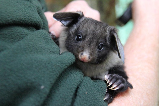 A shy yellow-bellied glider joey