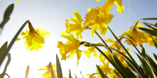 Low angle view of yellow daffodils against sunny blue sky