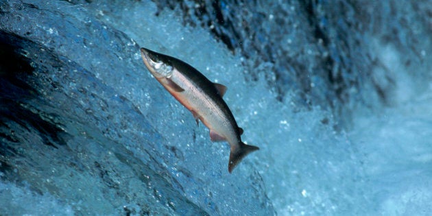 Red salmon swimming upstream, Katmai, Alaska.