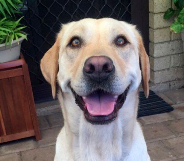 Luna was fatally stabbed by Jade Rowan while being exercised off-leash in a Perth park.