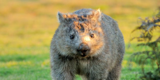 Well at least the wombats are happy.