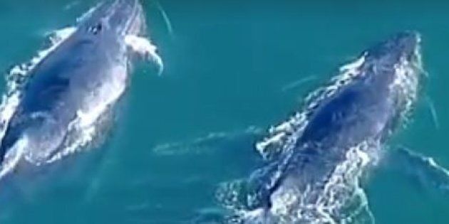 Two humpback whales have made a stopover in Victoria.