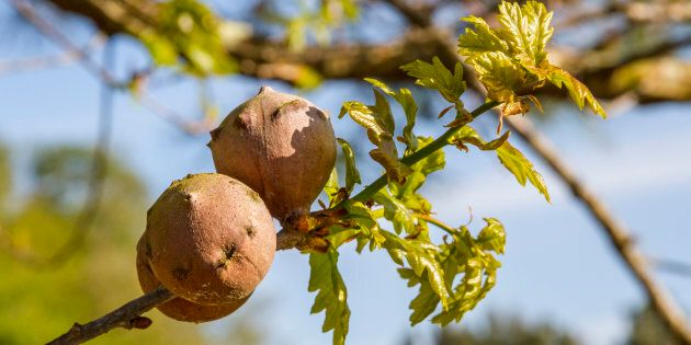 Oak galls are caused by a parasitic wasp