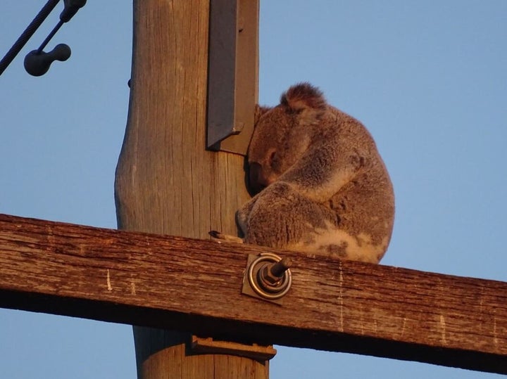 When Koalas Lose Their Forests, They End Up In The Strangest Places