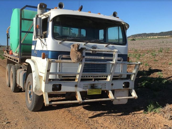 The happy ending to this story is that the driver drove several kilometres in reverse (so the koala would not be crushed if it fell) and delivered the animal to (relative) safety.