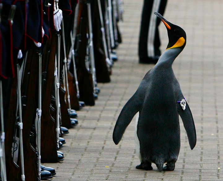 King penguin Nils Olav walks past soldiers from the Norwegian King's Guard after he was given a Knighthood at Edinburgh Zoo August 15, 2008.