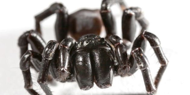a funnel web spider on white