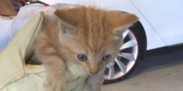 A tiny kitten is seen after being pulled out of a Tesla car in which it had become stuck.