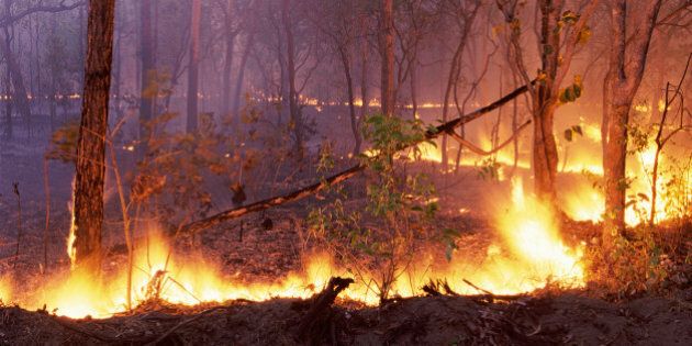 Forest Fire, kakadu National Park, Northern Territory, Australia