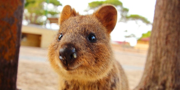 Quokkas on the Rottnest Island in Australia.