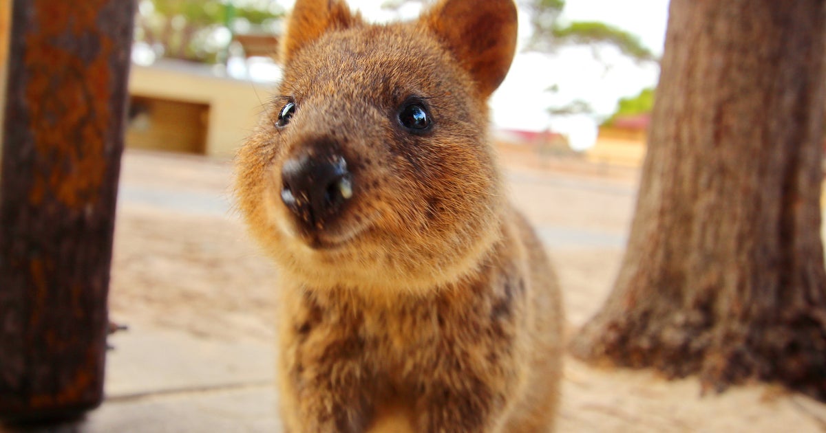 Man Fined 4,000 For Kicking A Defenceless Quokka HuffPost Sustainability