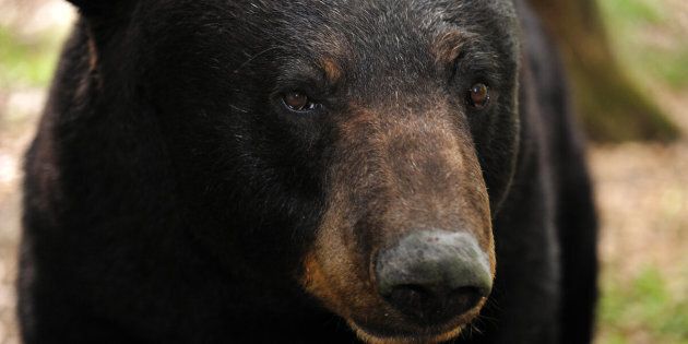 Black bear (Ursus americanus) captive, Florida, USA